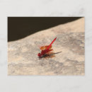 Buscar libélula roja postales Rojo