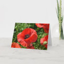 Buscar amapolas rojas tarjetas Para todos