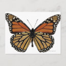 Buscar butterfly postales Bonito