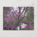 Buscar redbud postales Retorcido