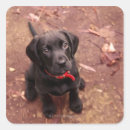 Buscar labrador retriever pegatinas Animal