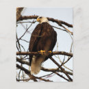 Buscar águila postales Depredador