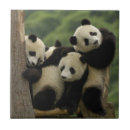 Buscar fauna china decoracion Panda gigante