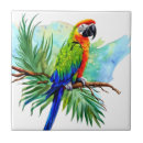 Buscar loro azulejos Pájaros