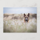 Buscar moho postales Flor