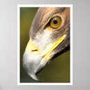 Buscar pico fotografía Águila