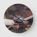 Buscar tortuga relojes de pared Vida silvestre