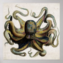 Buscar pulpo colorido posters Vida marina