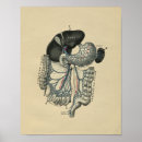 Buscar estómago posters Anatomía
