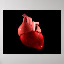 Buscar corazón humano posters Médico