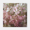 Buscar hydrangea imanes Rosa
