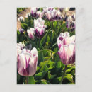 Buscar tulipanes púrpuras postales Flores