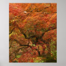 Buscar arce japonés posters Acer