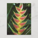 Buscar heliconia postales Colorido