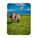 Buscar tanzania imanes Parque nacional tarangire