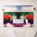 Buscar echinacea Naturaleza