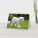 Buscar gato persa blanco tarjetas Para ella