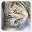 Buscar tigre pegatinas Fotografía