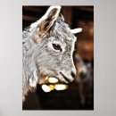 Buscar cabra posters Bebé