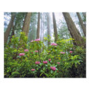 Buscar rododendro posters Naturaleza