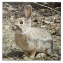 Buscar conejo azulejos General y unisex