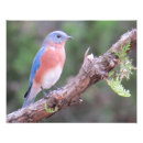 Buscar bluebird fotografía Bluebird del este