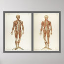 Buscar anatomía posterior posters Anatómico