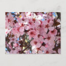 Buscar árbol floreciente postales Rosa