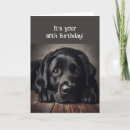 Buscar labrador retriever negro tarjetas Recuperador