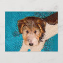 Buscar fox terrier postales Wft