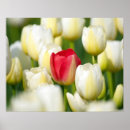 Buscar tulipán rojo y blanco posters Flor