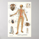 Buscar corazón humano Médico