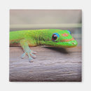 Buscar geckos imanes Hawaii
