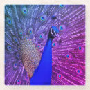 Buscar pavo real posavasos Colorido