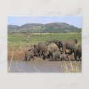 Buscar elefante africano postales Sudáfrica