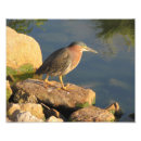 Buscar el birding posters Fauna