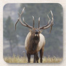 Buscar nussbaumer de rolf Vida silvestre