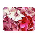 Buscar hydrangea imanes Flores