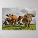 Buscar moo posters Granja