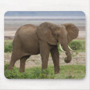Buscar herbívoro alfombrillas de raton Africano