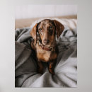 Buscar dachshund lindo posters Lindo animal bebé