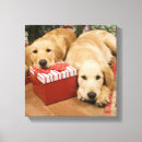 Buscar recuperación lienzos Perro