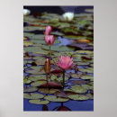 Buscar lilly posters Flowers
