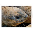 Buscar tortura Tortuga