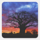 Buscar baobab pegatinas Silueta