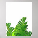 Buscar planta de plátano posters Floral
