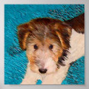 Buscar terrier arte Cachorro