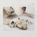 Buscar great dane postales Parte del cuerpo animal