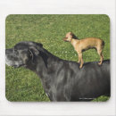 Buscar great dane alfombrillas de raton Humor