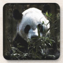 Buscar osos panda posavasos Para todos
